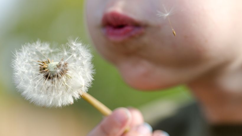 Ein Kind bläst in eine Pusteblume.