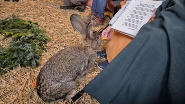 Das Foto zeigt einen Hasen, der gefüttert wird.